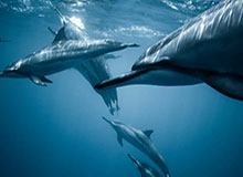 乐鱼网下载-博鱼：在水的节律中遇见更好的自己